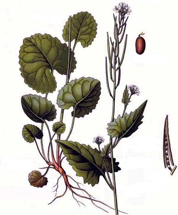 Knoblauchsrauke (Alliaria petiolata)