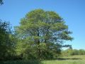 Alnus glutinosa (L.) Gaertn.