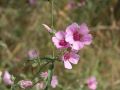 Althaea L.