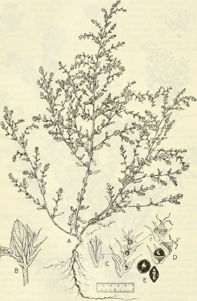 Amaranthus albus (Weißer Fuchsschwanz)