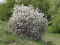 Amelanchier ovalis Medik.