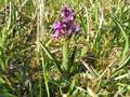 Anacamptis Rich.