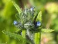 Anchusa L.