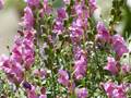 Antirrhinum majus (Großes Löwenmaul)