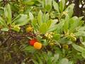 Arbutus unedo L.