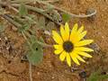 Arctotheca calendula (Kaplöwenzahn)