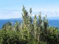 Arundo donax (Pfahlrohr)