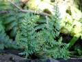 Asplenium adiantum-nigrum