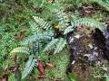 Asplenium aethiopicum subsp. dodecaploideum