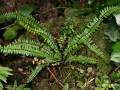 Asplenium azoricum