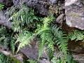 Asplenium billotii