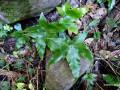 Asplenium hemionitis (Efeufarn)