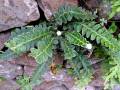 Asplenium lolegnamense