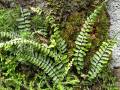 Asplenium monanthes