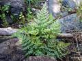 Asplenium onopteris