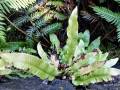 Asplenium scolopendrium