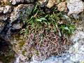 Asplenium septentrionale (Nordischer Streifenfarn)