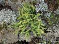 Asplenium trichomanes subsp. quadrivalens