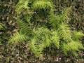 Athyrium filix-femina