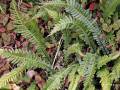 Blechnum parrisiae