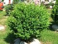 Buxus sempervirens <small>L.</small>