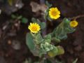 Calendula suffruticosa subsp. maderensis <small>(DC.) Govaerts</small>