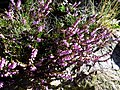 Calluna vulgaris <small>(L.) Hull</small>