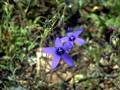 Campanula lusitanica <small>Loefl.</small>