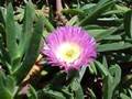 Carpobrotus edulis <small>(L.) N.E.Br.</small>