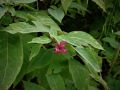 Cestrum roseum <small>Kunth</small>