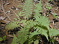 Christella dentata <small>(Forssk.) Brownsey & Jermy</small>