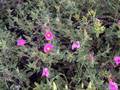 Cistus <small>L.</small>