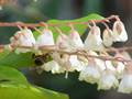 Clethra arborea <small>Aiton</small>