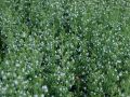 Calamintha nepeta <small>(L.) Savi subsp. nepeta</small>