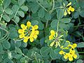 Coronilla valentina subsp. glauca <small>(L.) Batt.</small>