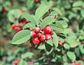Cotoneaster pannosus <small>Franch.</small>
