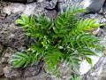 Cyrtomium falcatum <small>(L.fil.) C.Presl</small>