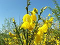 Cytisus scoparius <small>(L.) Link</small>