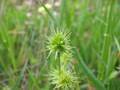 Echinaria capitata