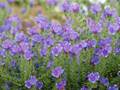 Echium plantagineum (Wegerichblättriger Natternkopf)