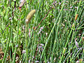 Equisetum ramosissimum (Ästiger Schachtelhalm)