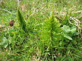 Equisetum telmateia (Riesen-Schachtelhalm)