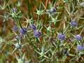 Eryngium corniculatum