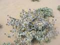 Eryngium maritimum (Stranddistel)