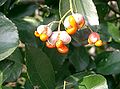 Euonymus japonicus Thunb.