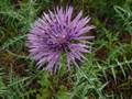 Galactites tomentosus (Milchfleckdistel)