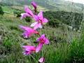 Gladiolus italicus