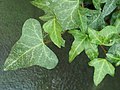 Hedera iberica <small>(McAll.) Ackerf. & J.Wen</small>