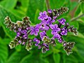 Heliotropium arborescens <small>L.</small>