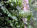 Hymenophyllum maderense